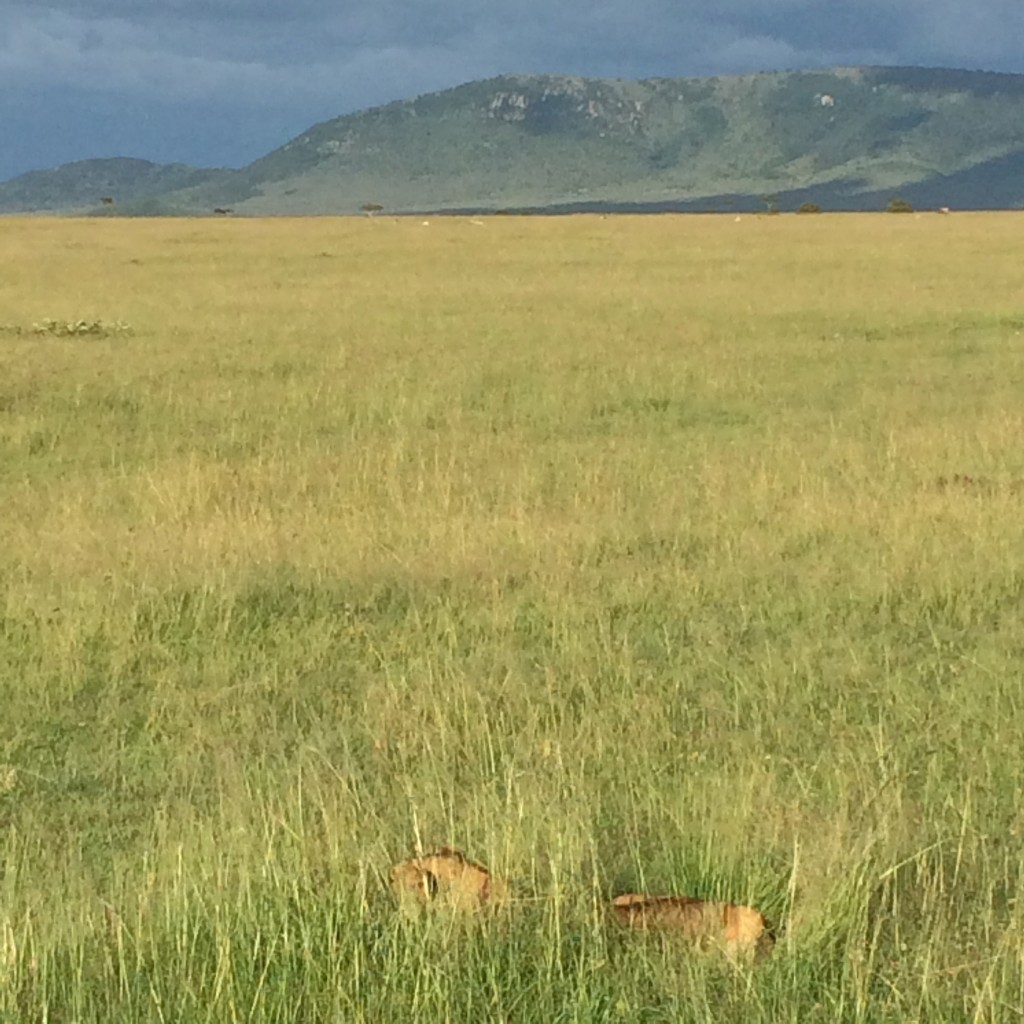 Fairmont Mara Safari Club, Fairmont, Kenya, Masai Mara, lion, lioness