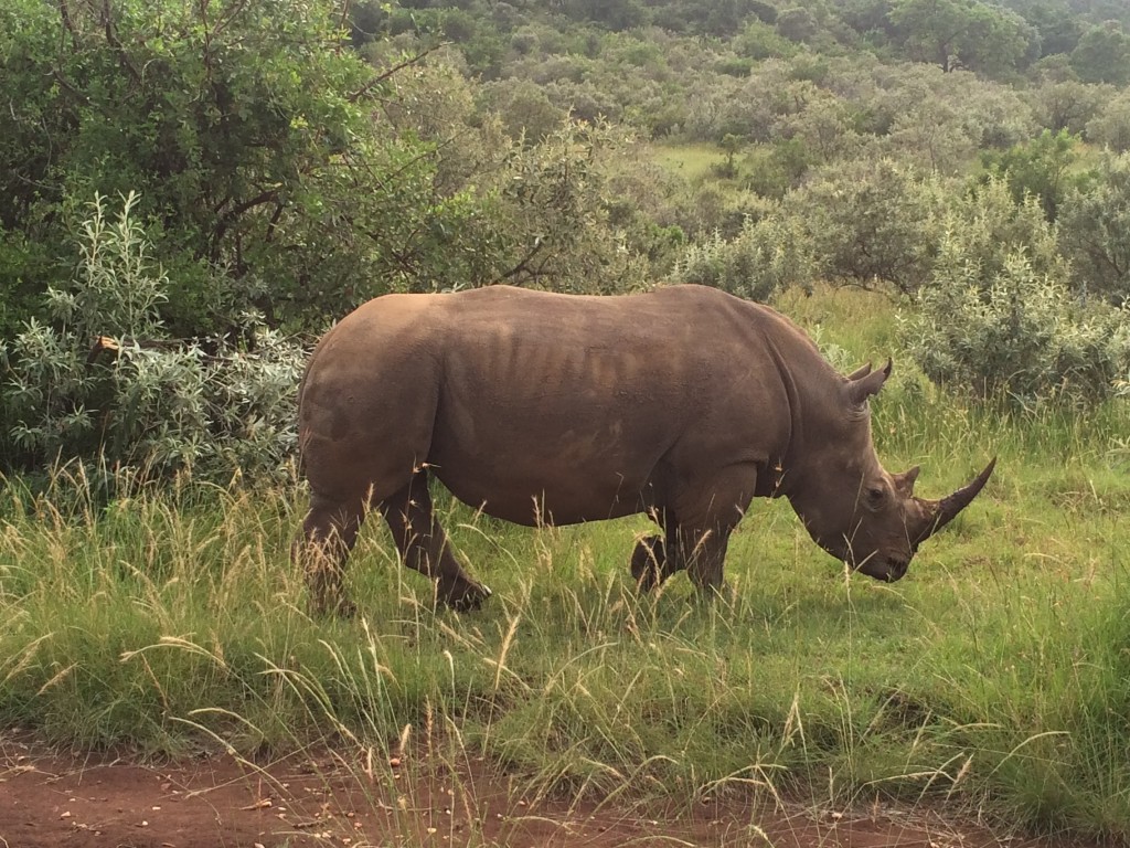 Fairmont Mara Safari Club, Fairmont, Kenya, Masai Mara, white rhino, rhino, rhinocerous