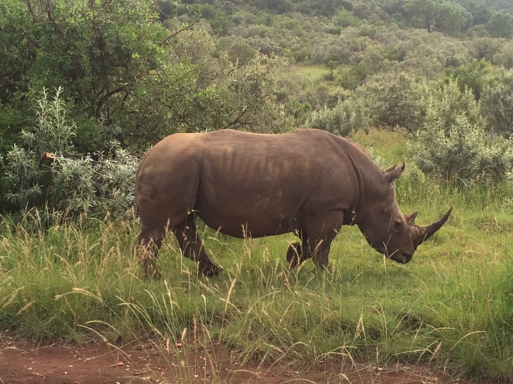 The 10 Most Memorable Trips of My Life, Most Memorable Trips, Serengeti