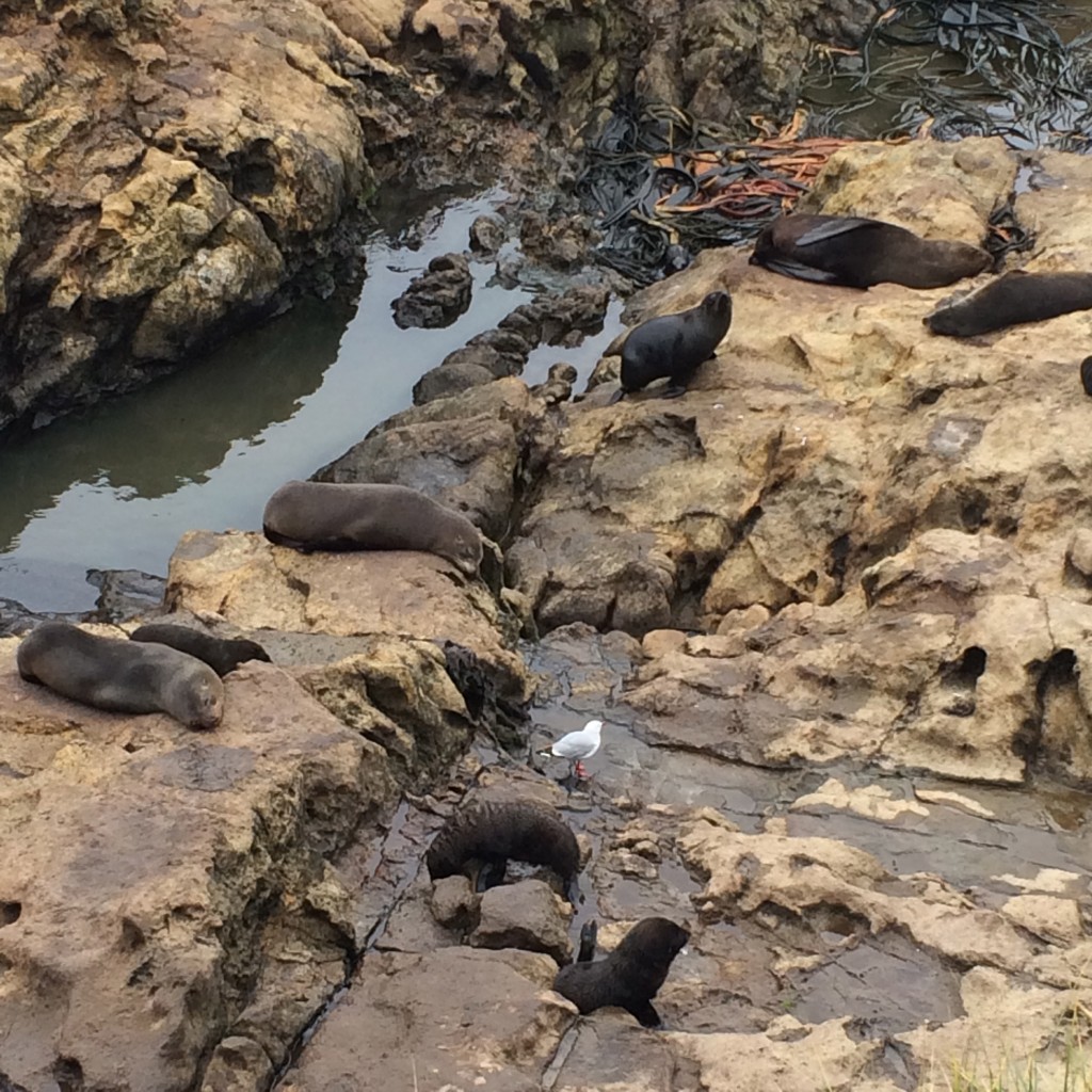 Dunedin, New Zealand, Otago Peninsula, Otago, seals