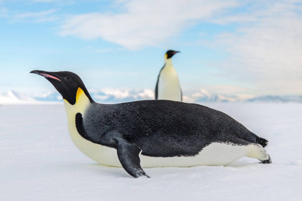 10 Amazing Photos from Antarctica, Antarctica, 10 Amazing Photos From Antarctica That'll Make You Want To Go Now, Ross Sea, emperor penguins