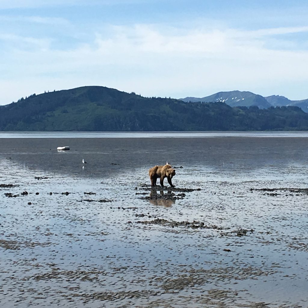 Day Trip to Lake Clark National Park, Lake Clark National Park, NPS, Alaska, brown bear, beach