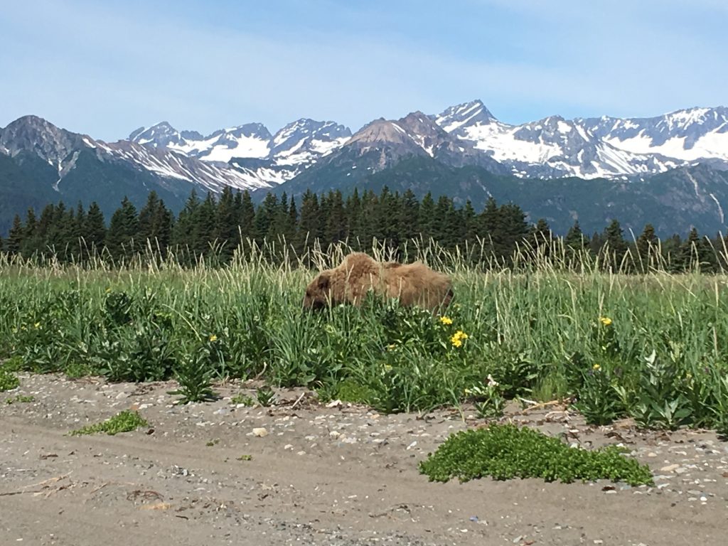 Day Trip to Lake Clark National Park, Lake Clark National Park, NPS, Alaska, brown bear