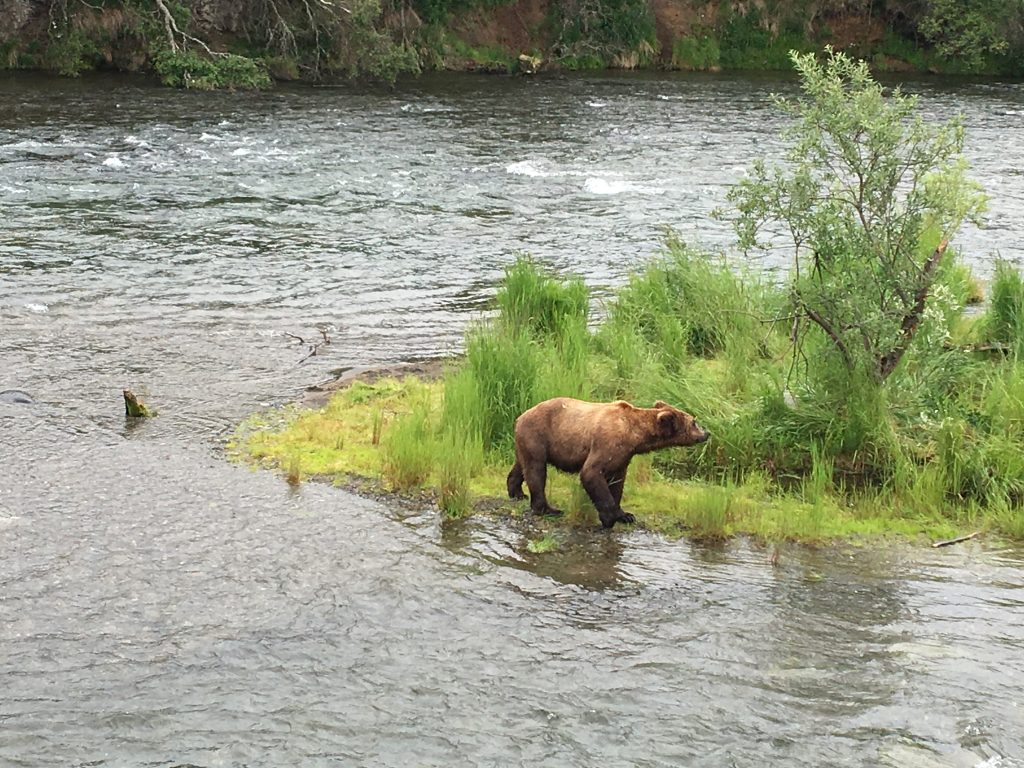 2.5 days in Katmai National Park, Katmai Naional Park, Alaska, National Park, bear, Brooks Falls