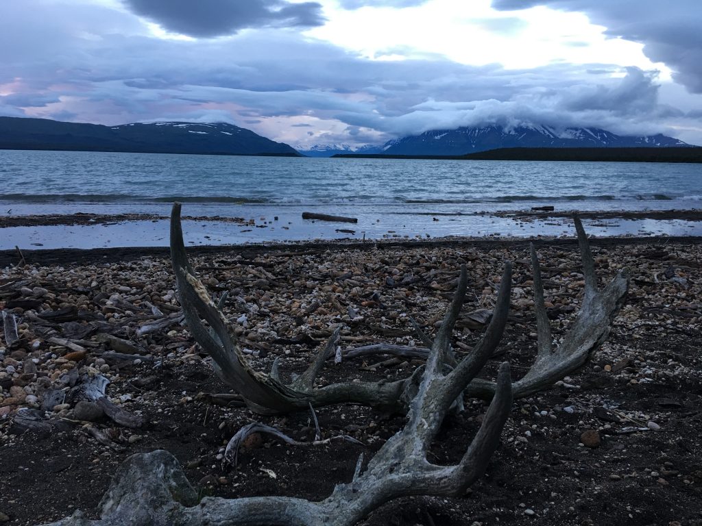 2.5 days in Katmai National Park, Katmai Naional Park, Alaska, National Park, Brooks Camp, antlers