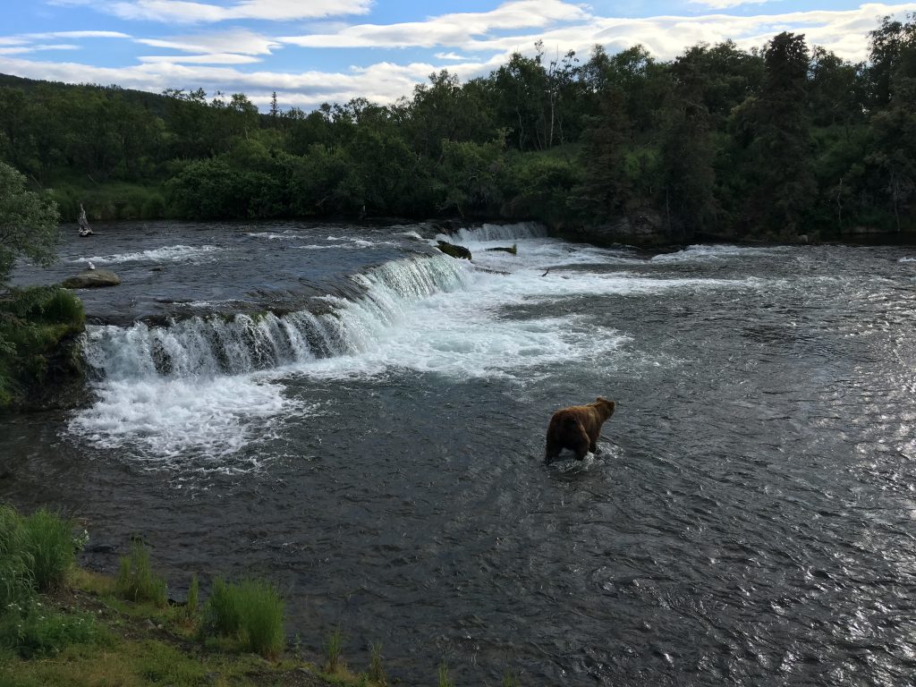 2.5 days in Katmai National Park, Katmai Naional Park, Alaska, National Park, bear, Brooks Falls