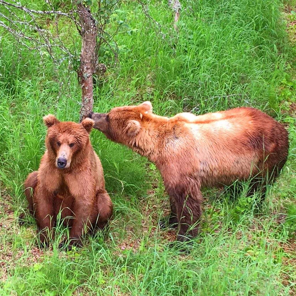 2.5 days in Katmai National Park, Katmai Naional Park, Alaska, National Park, brown bears