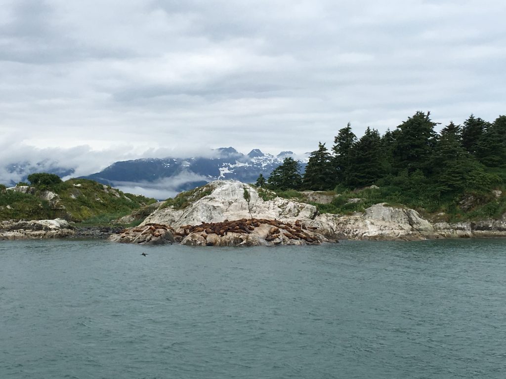 Day Cruise in Glacier Bay National Park, Glacier Bay National Park, Alaska, Gustavus, Margerie Glacier, sea lions