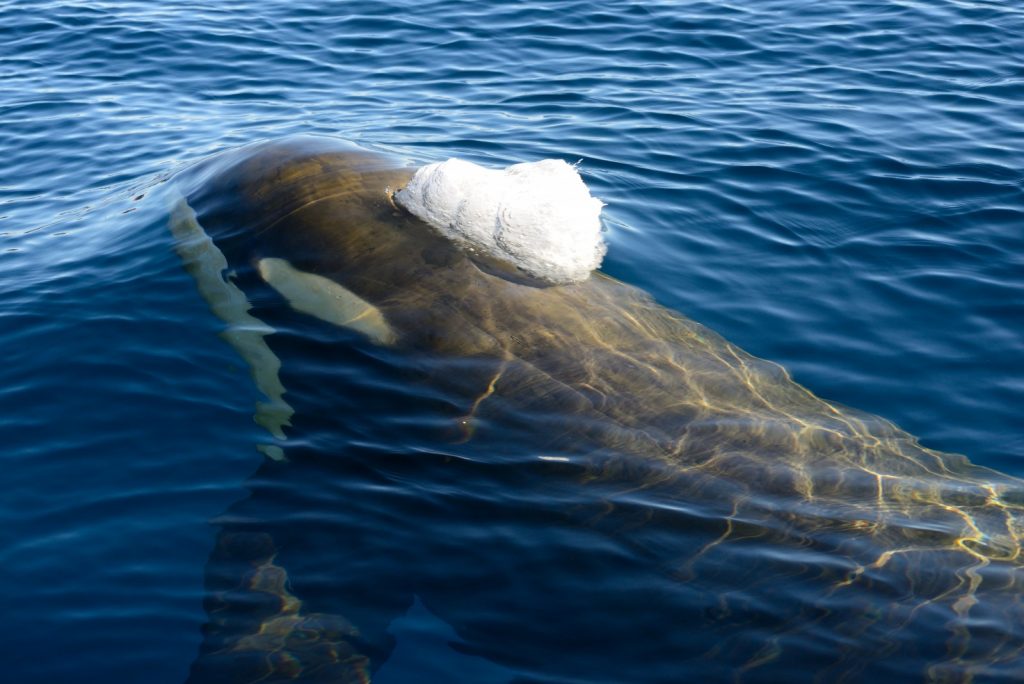 why you should go to Antarctica now, orca, 10 Amazing Photos from Antarctica, Antarctica, 10 Amazing Photos From Antarctica That'll Make You Want To Go Now, Ross Sea, pack ice