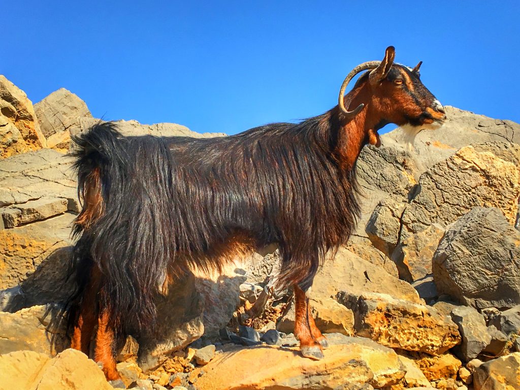 4x4 Safari to Jebel Harim in the Musandam Peninsula of Oman, Oman, Musandam, Musandam Peninsula, Khasab, Azamara, Middle east, Gulf, Jebel Harim, goats