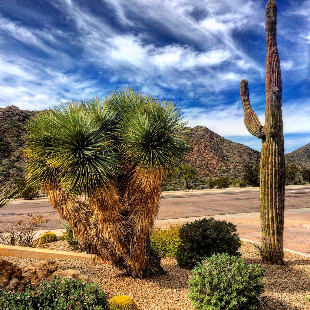 Long Weekend in Scottsdale, Scottsdale, Arizona, Phoenix, cactus