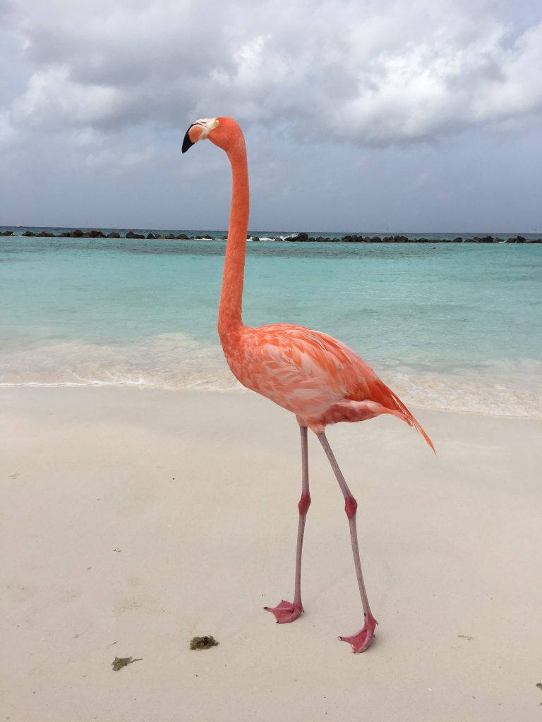 My Fourth Trip to Aruba, Aruba, Renaissance Aruba, flamingo beach, flamingo