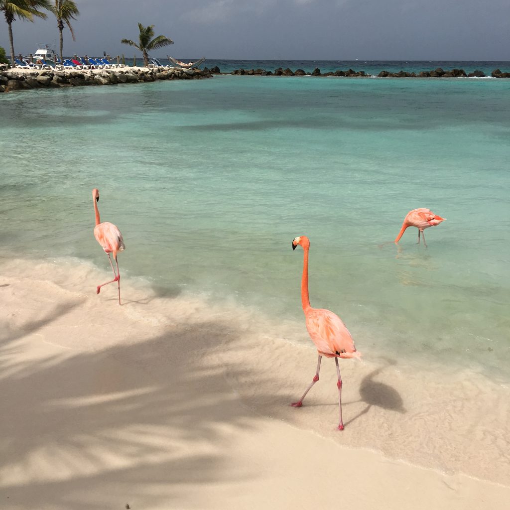 My Fourth Trip to Aruba, Aruba, Renaissance Aruba, flamingo beach, flamingos