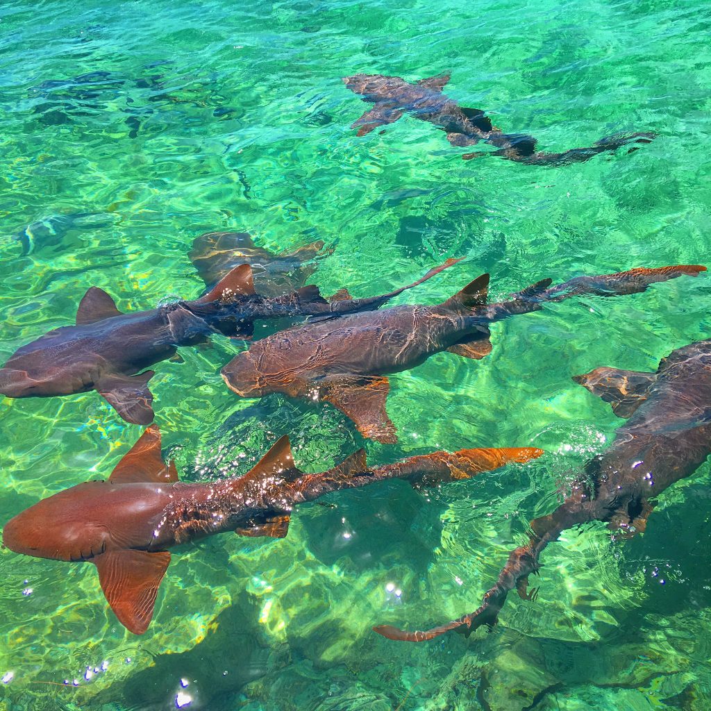 5 Awesome Things to do in the Exumas, Bahamas, swimming pigs, Exuma, Exumas, sharks