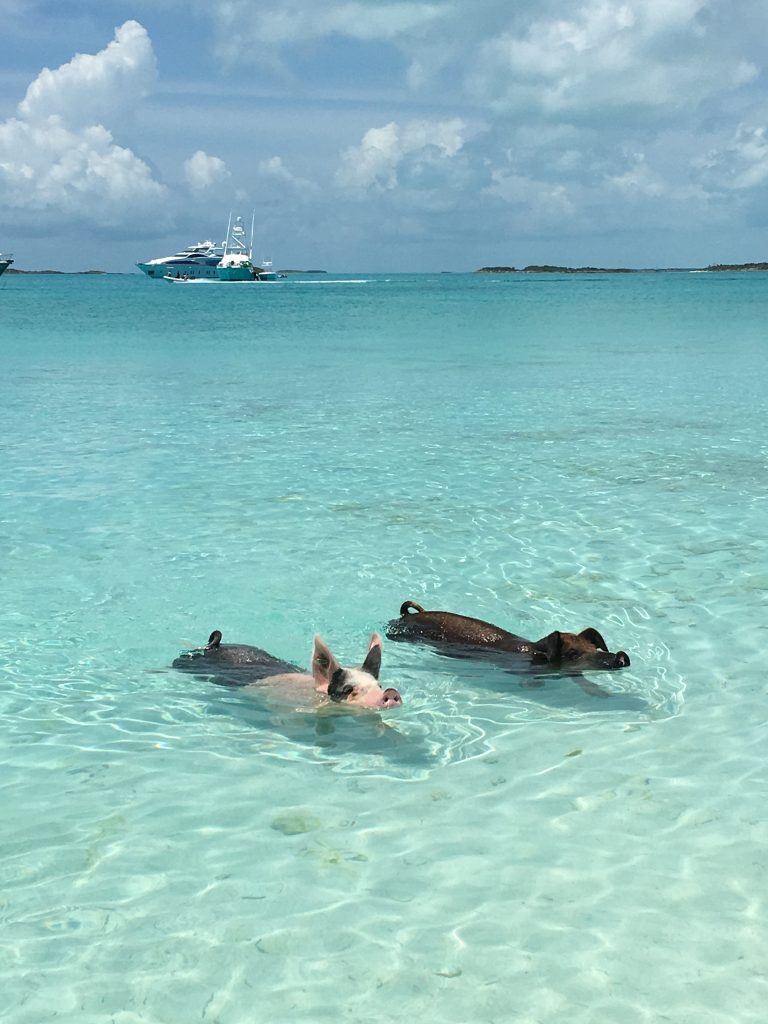 5 Awesome Things to do in the Exumas, Bahamas, swimming pigs, Exuma, Exumas, pigs