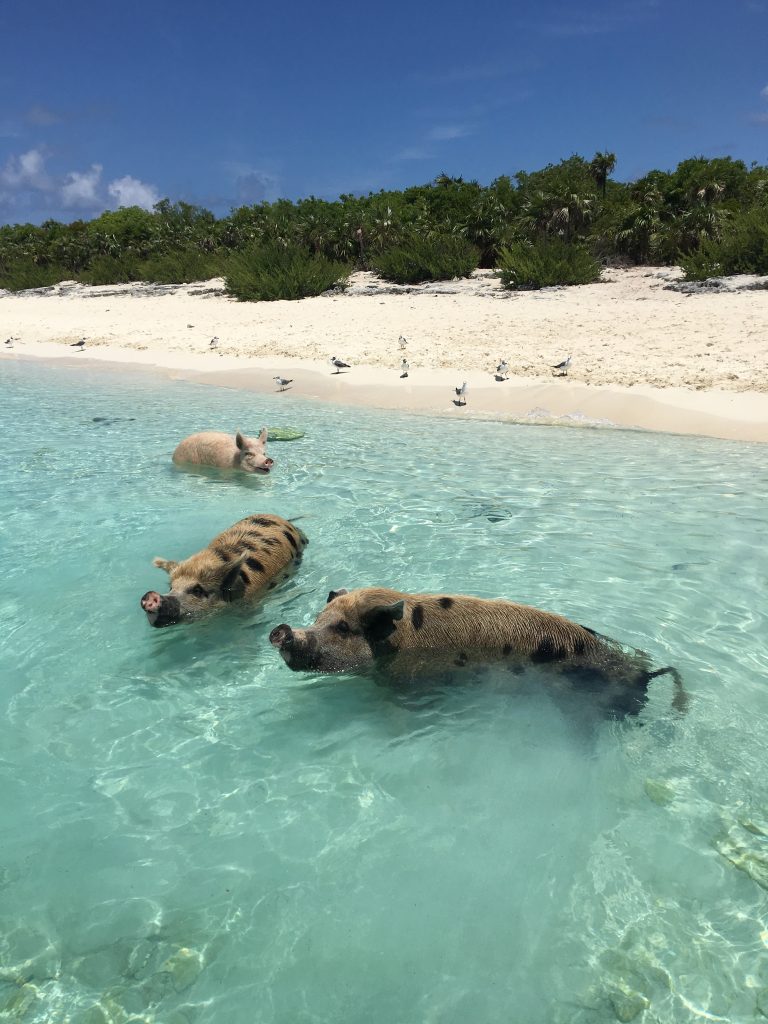 5 Awesome Things to do in the Exumas, Bahamas, swimming pigs, Exuma, Exumas, pigs