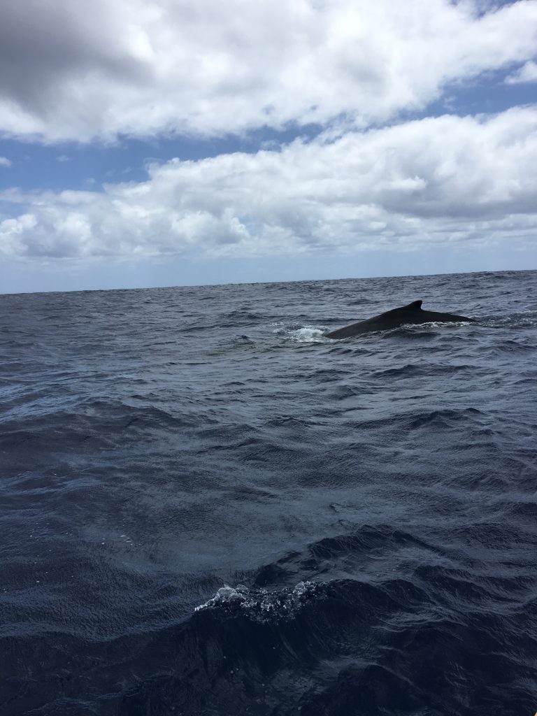 Why I loved Rurutu, French Polynesia, Rurutu, Austral Islands, dinghy, humpback whales