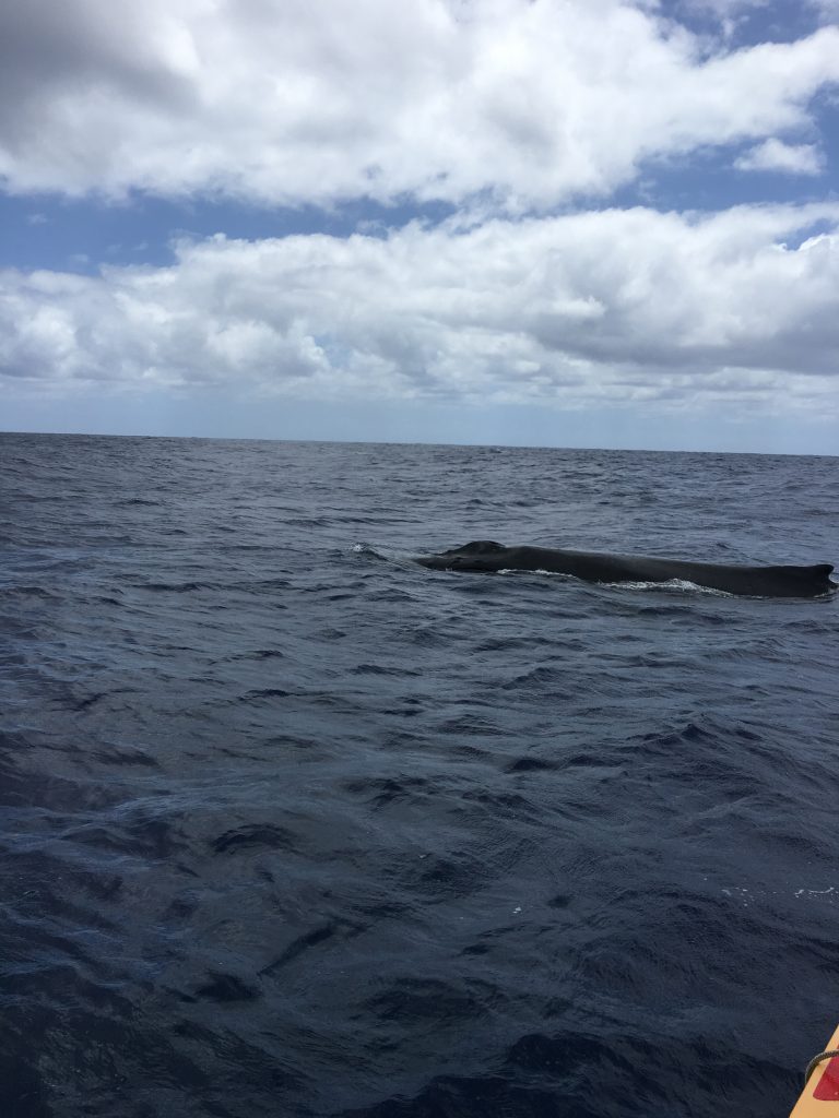 Why I loved Rurutu, French Polynesia, Rurutu, Austral Islands, dinghy, humpack whales