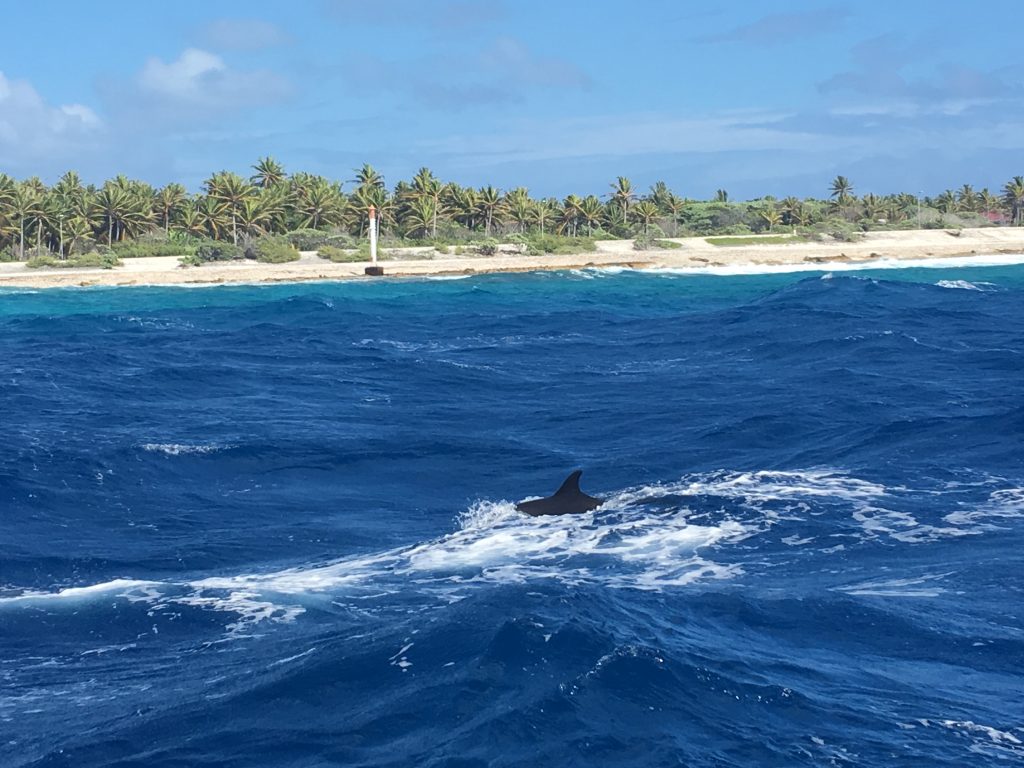 2 days in Rangiroa, Rangiroa, French Polynesia, Hotel Kia Ora Resort, dolphins, snorkel