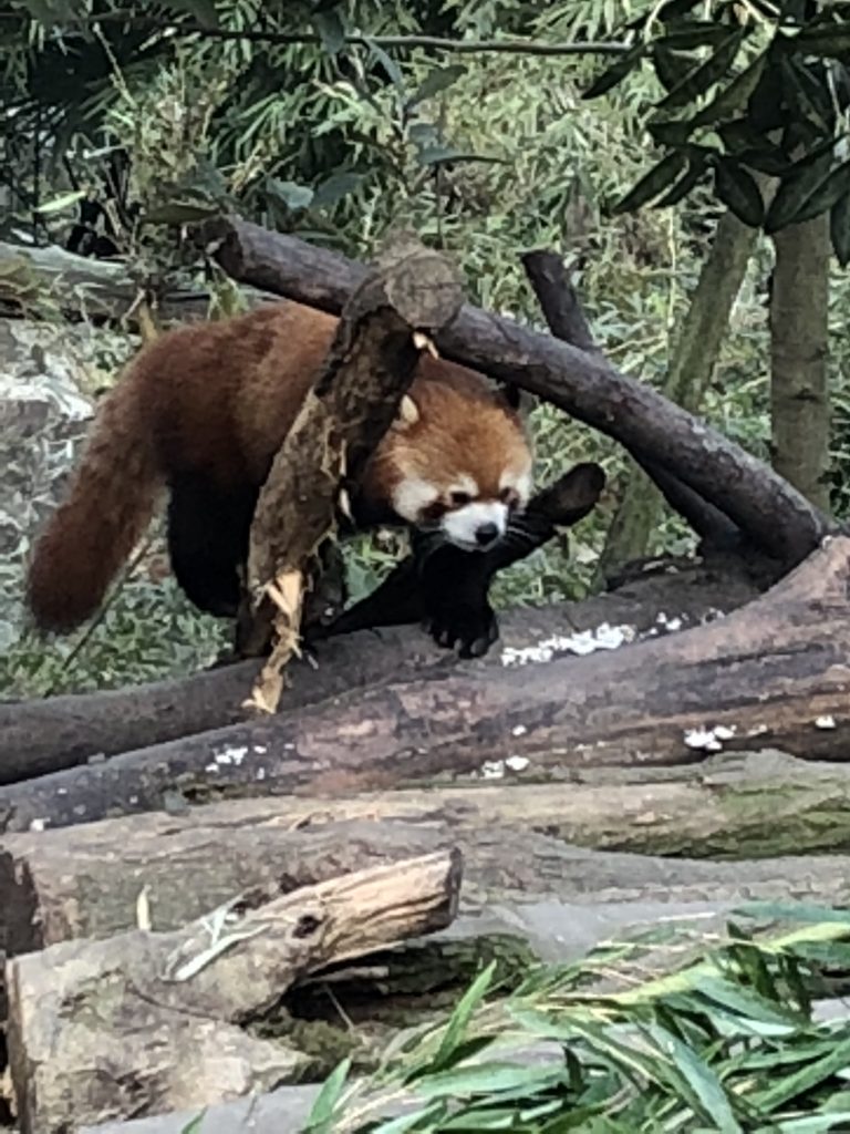 This was my first time ever seeing a red panda