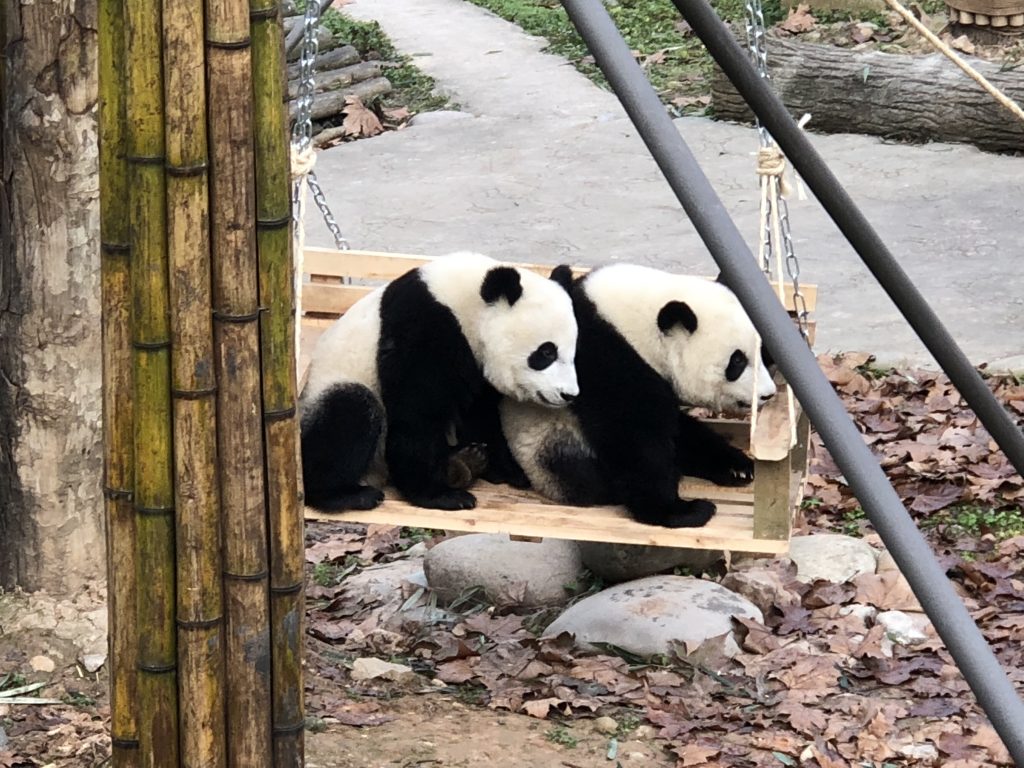 Amazing panda sisters playing on a swing