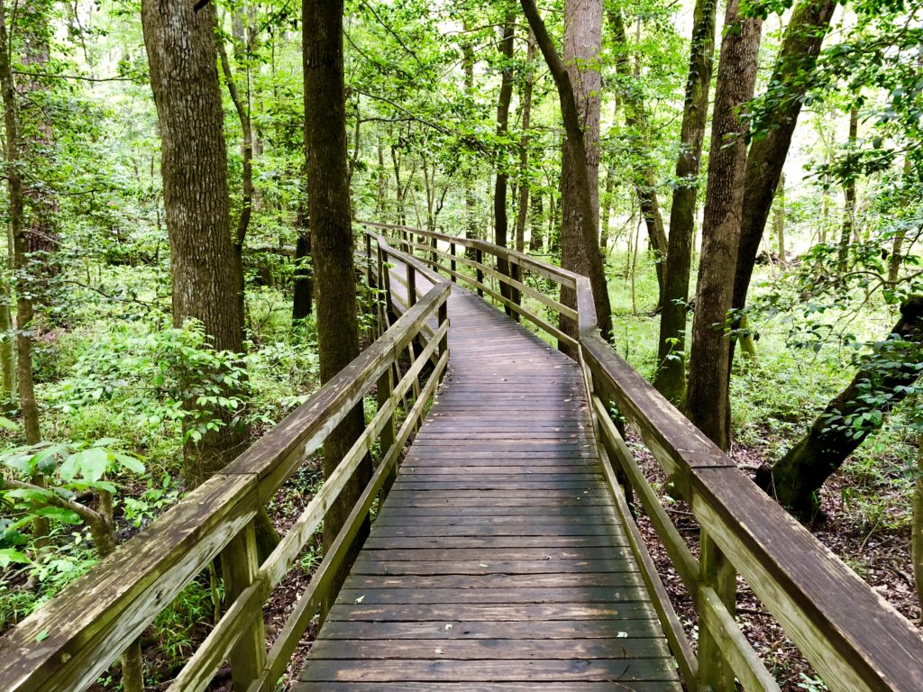 The Boardwalk in Congaree National Park