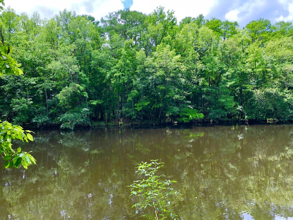 Lake reflections in Congaree National Park