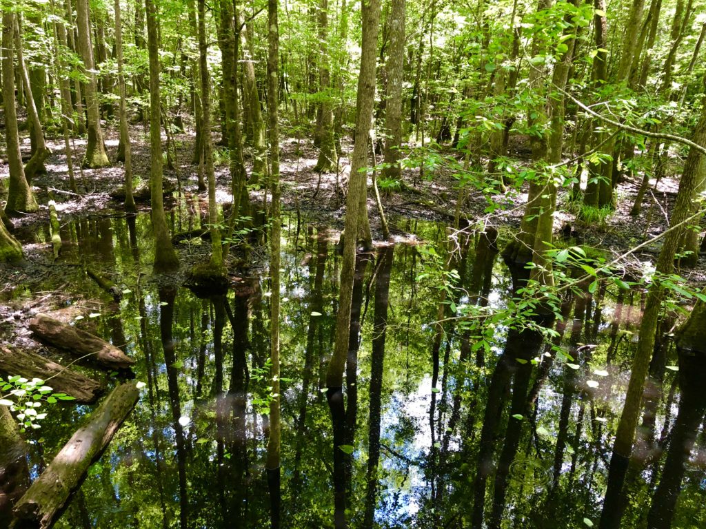 Scenery along the Boardwalk in Congaree National Park