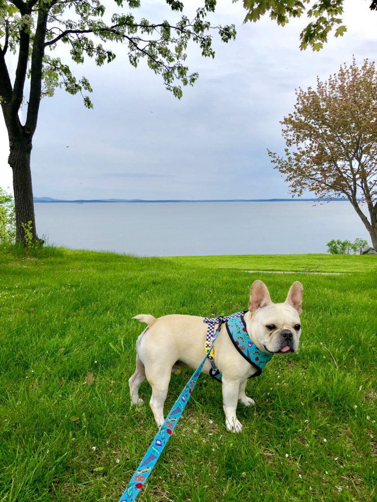 Hector enjoying the grass and space at the hotel in Bar Harbor