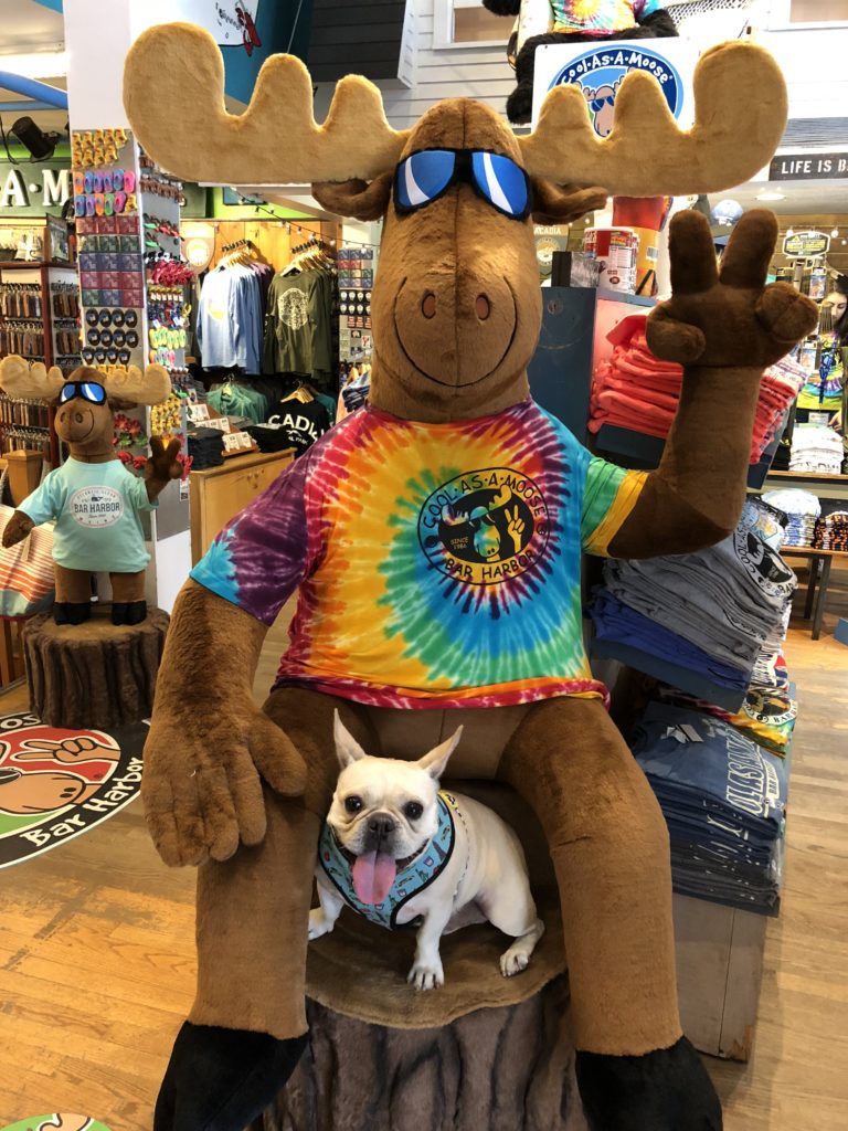 Hector enjoying the shops in Bar Harbor, Maine