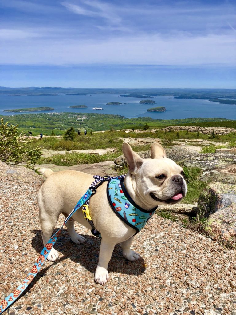 Hector enjoying the view atop Cadillac Mountain in Acadia National Park