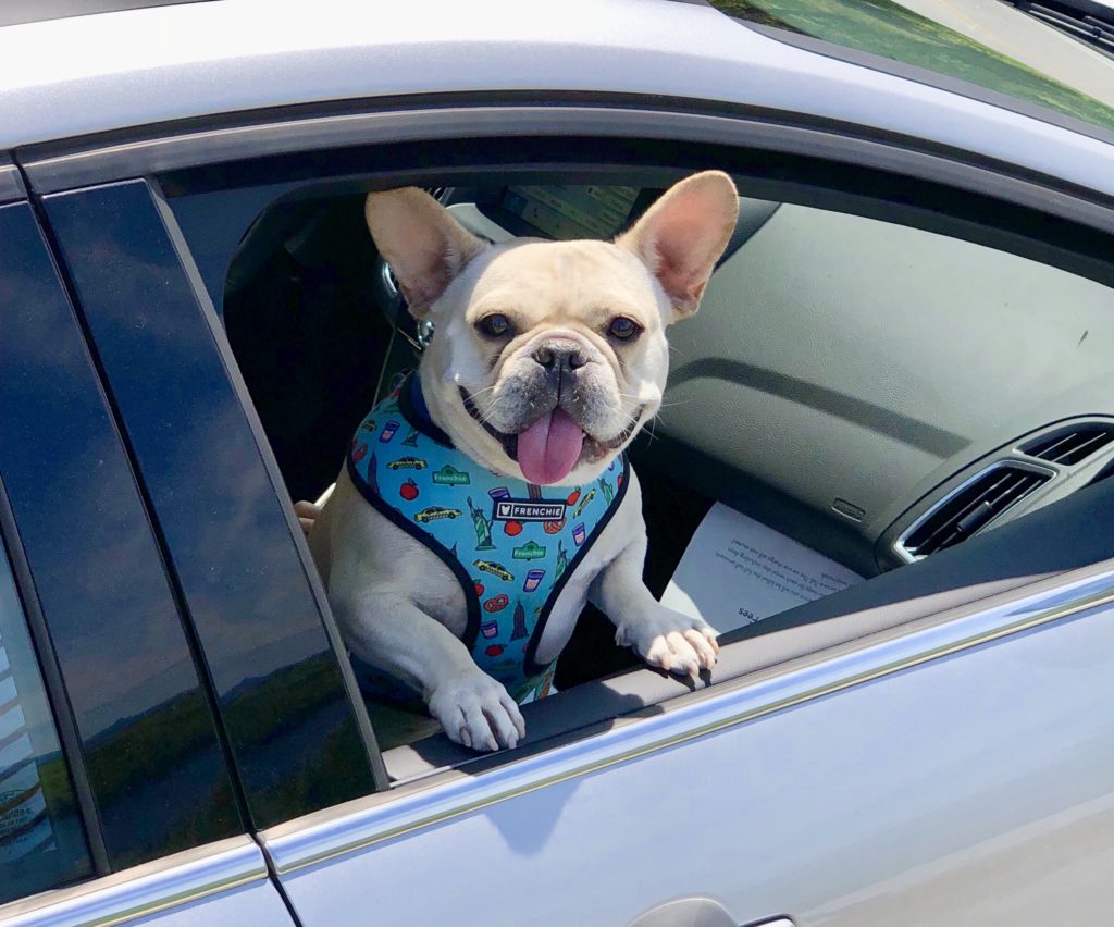 Hector is excited to be in Acadia National Park