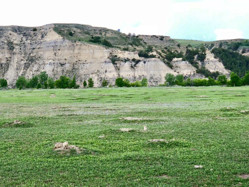 Prairie Dog Fields in Theodore Roosevelt National Park