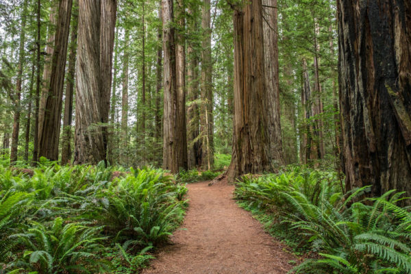 Love driving and walking through Redwood National Park