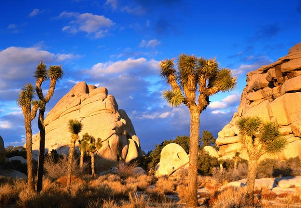 Joshua Tree National Park scenes