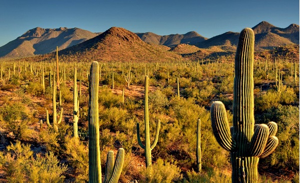 Cacti in Saguaro National Park