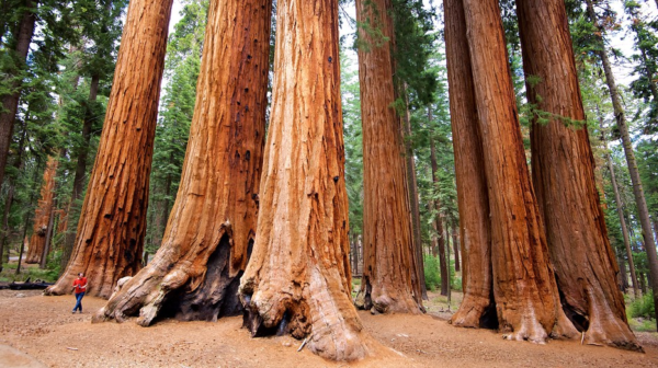 Trees in Sequoia National Park