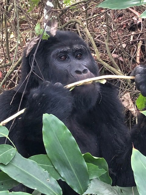 How to See the Gorillas in Uganda