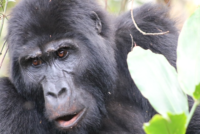 How to See the Gorillas in Uganda