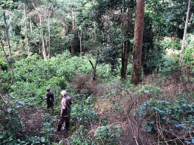 How to See the Gorillas in Uganda, hiking, Bwindi