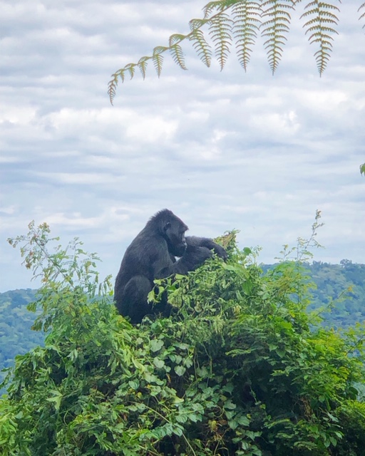 How to See the Gorillas in Uganda