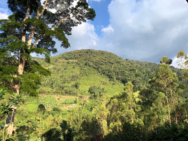 Hotel view of the mountain in Bwindi National Park