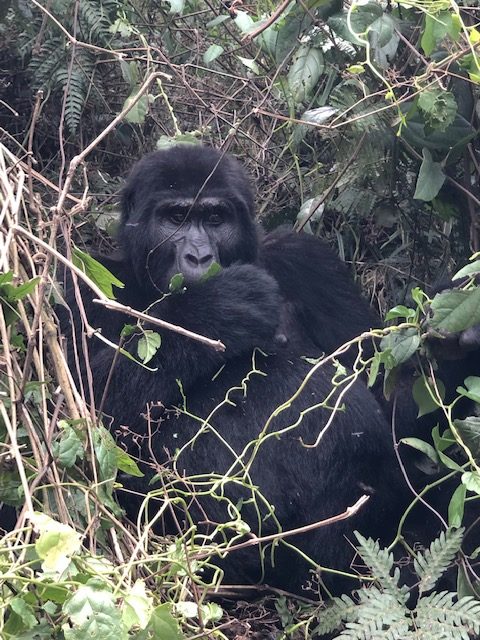 gorilla in Bwindi National Park