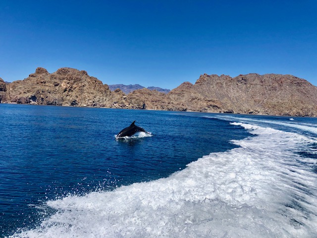 Danzante Bay and the Islands of Loreto, TPC Danzante Bay, golf, TPC, Danzante Bay, Mexico, Loreto, Villas del Palmar, dolphins