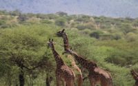 4 Days in the Serengeti at the Four Seasons Safari Lodge