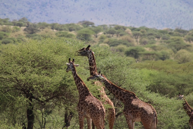 giraffes