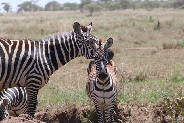 zebras