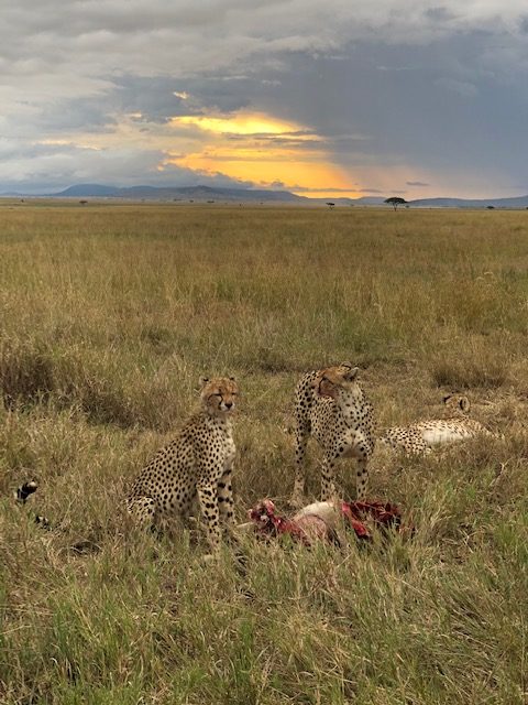 4 Days in the Serengeti at the Four Seasons Safari Lodge