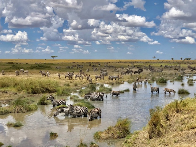 amazing wildlife