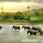 Sri Lanka Group Trip; March 30-April 6 2026